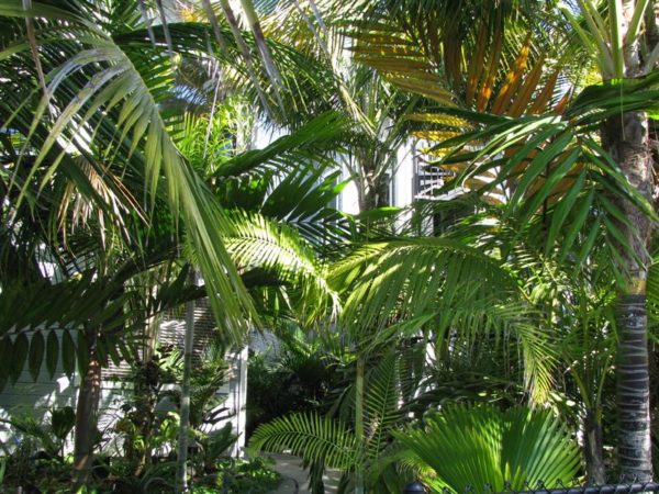 PALM TREE LANDSCAPE – Junglemusic.com