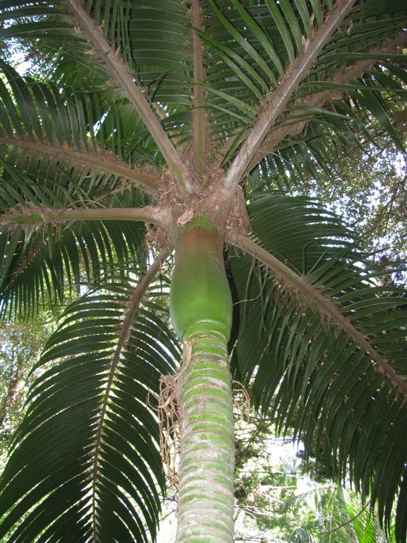  A pinnate palm with the clean crown shaft 