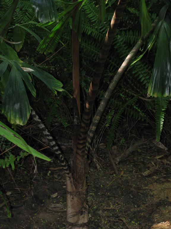  Caryota zebrina