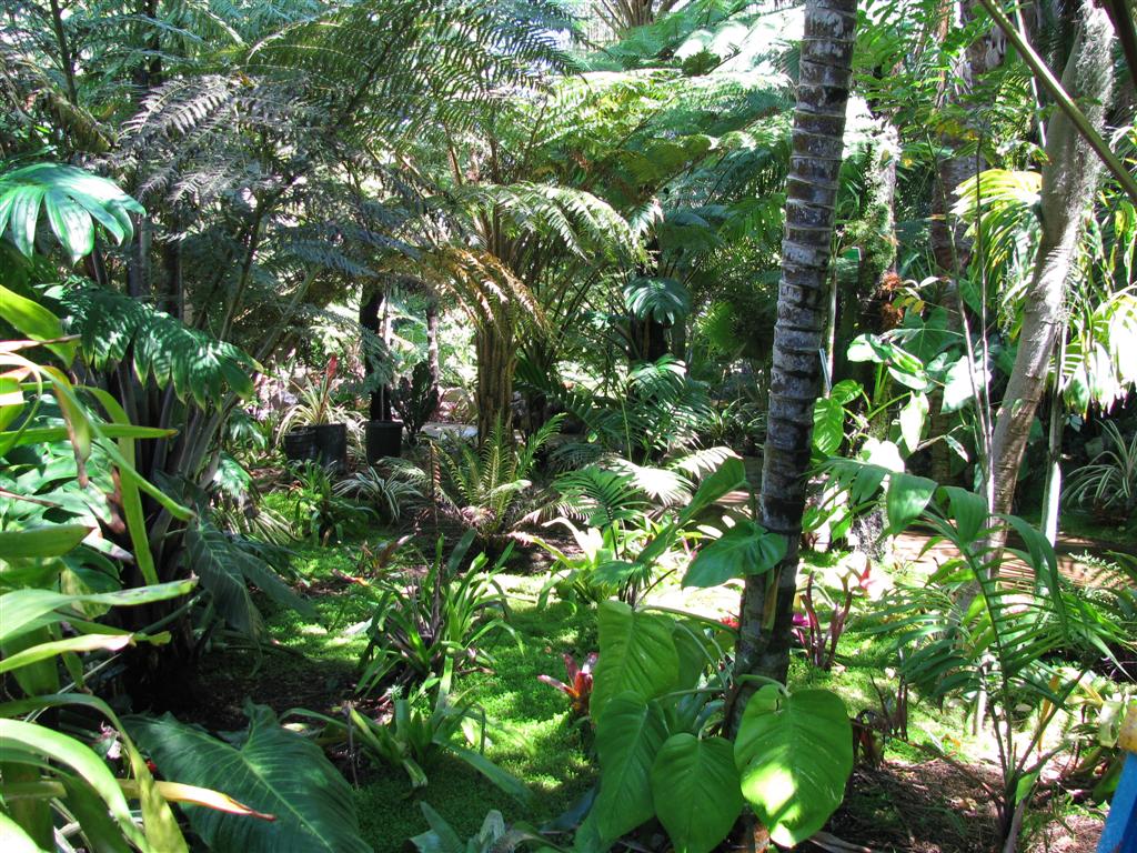 An assortment of companion plants
including Alocasia