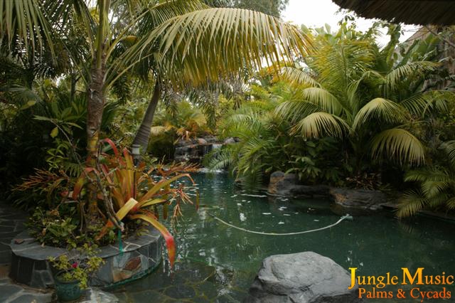  An assortment of palms planted right up to the pool's edge