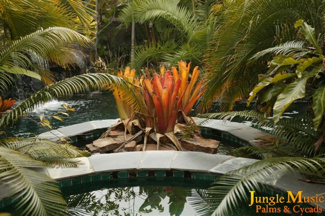 A colorful Bromeliad accenting a water feature