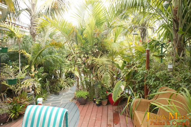 In a garden area with overhead tall plants is
ideal for an assortment of Bamboo Palms