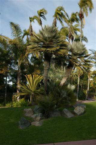  An assortment of palms around a lawn area.  