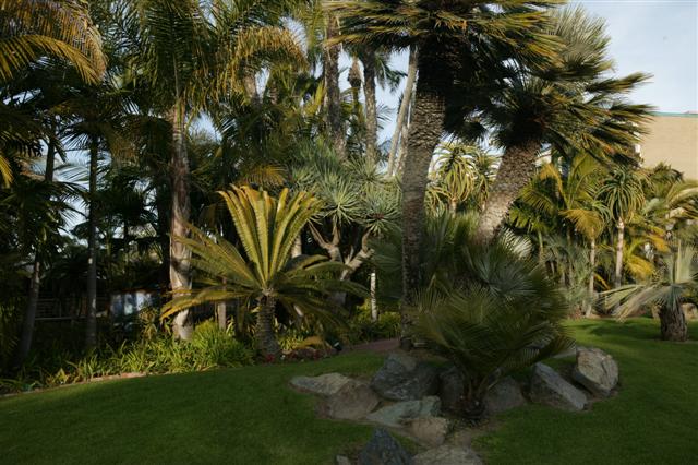  Usage of palms and cycads in the design.