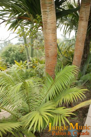  The leaves of a green Cycas are quite attractive  