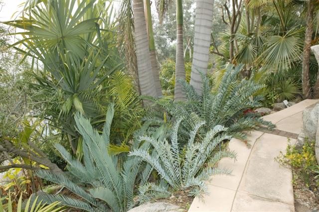 Blue cycads at the base of taller palms trees.