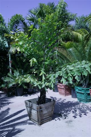  Caryota gigas in a 24 inch box size