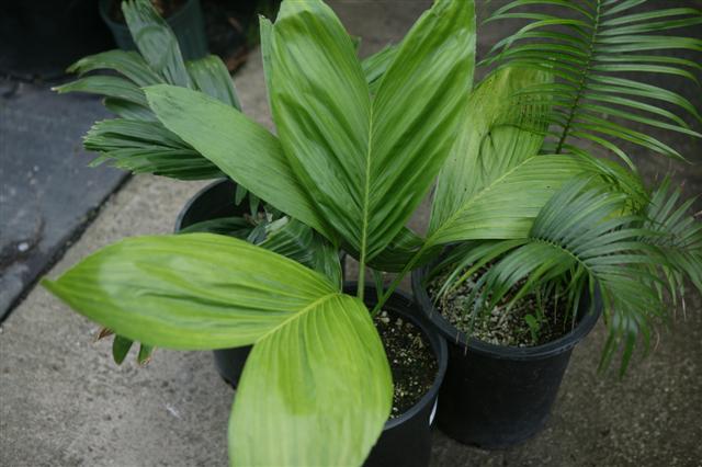  Examples of plants in the 5 gallon size