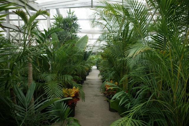  Palms of various sizes and species