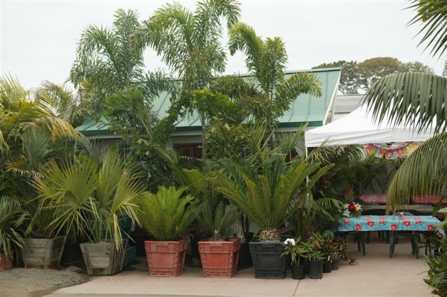  Plants at specialty palm/cycad nursery