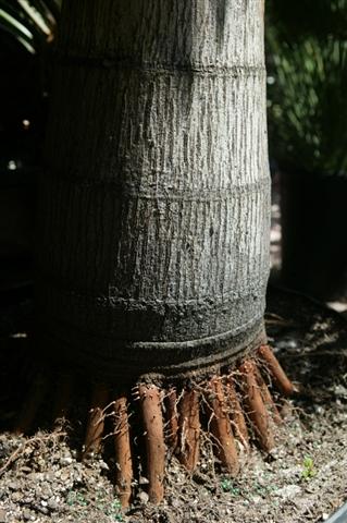  A containerized palm showing exposed roots.  These roots would be covered when planting..