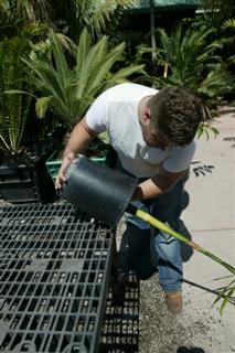  Tilting a 5g plant to remove the root ball