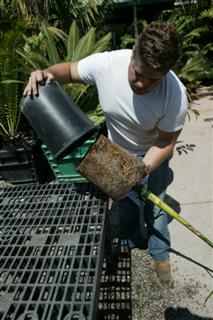 Carefully removing the root ball from the pot