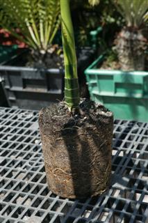  A totally exposed root ball, ready for planting