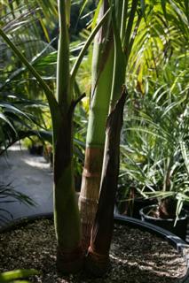  A triple King Palm.  Position the trunks for best appearance when planting.