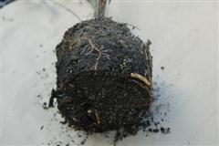  A totally exposed root ball