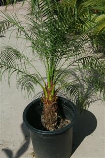 The "back" of the same Pigmy Date Palm.
Note how it doesn't appear right. 