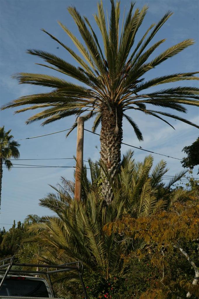 Date Palm showing suckering tendency