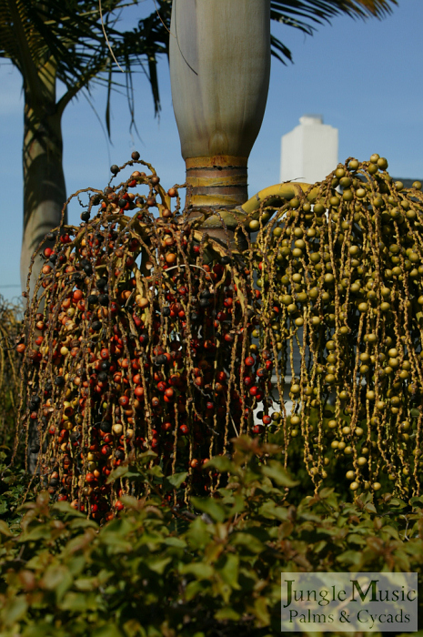 Archontophoenix purpurea, some mature on the left with green seeds to the right 