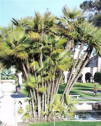 Acoelorrhaphe wrightii:    A profusely suckering, thin trunked, medium sized fan palm that is native to the Everglade area and likes wet conditions.  It will tolerate high moisture conditions and temperatures to about 18 to 20 degrees.  It prefers full sun.