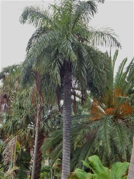 Acocomia totai, a difficult seed
to germinate