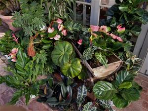  Anthurium