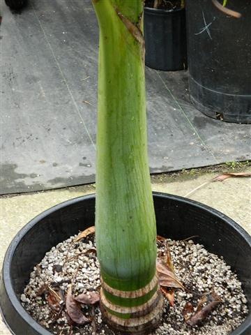  close up crown shaft showing prominent green color