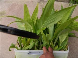 Archontophoenix alexandrae -  tub of germinated seed