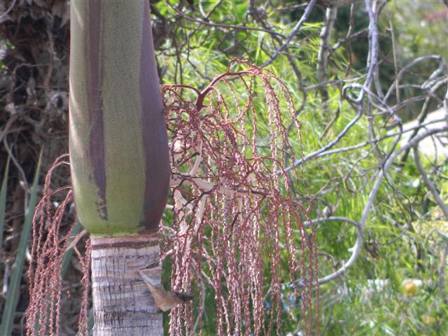  Old spent flower of King Palm