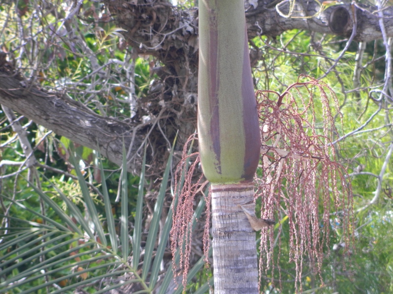  Crown shaft with burnt out blossom 