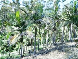  King Palms on hillside slope