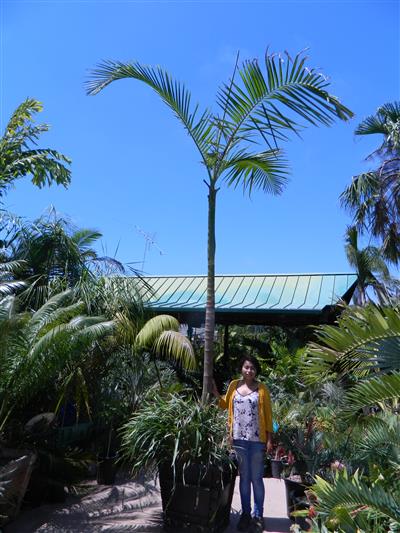 Super tall King Palm that may blow over with wind