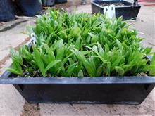  Archontophoenix maxima seedlings in a deep tray.  We got about 80% germination, a great result!