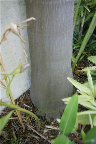  Base of thick trunk on domestic plant 