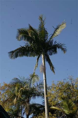  40 foot tall specimen in San Diego, CA 