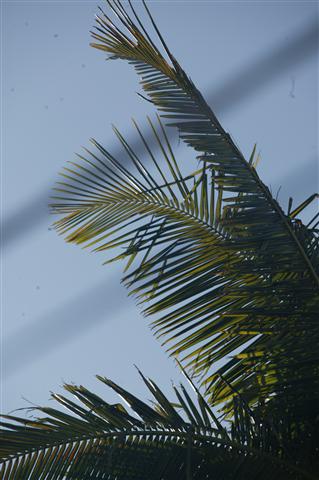  Dark green leaves and leaf tips 