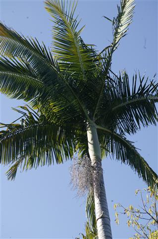  Note long, upright leaves  