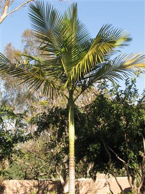 Archonotphoenix myolensis:   Another variety of Archontophoenix with a different colored crown shaft (purple green) and similar cold tolerance to the maxima.  It also has droopy leaflets.  Cold tolerance probably similar to maxima, but unclear