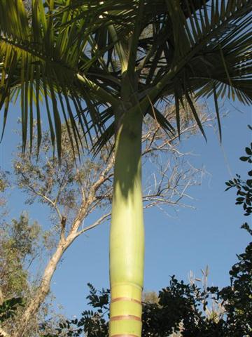  A. myolenis with light green crown shaft