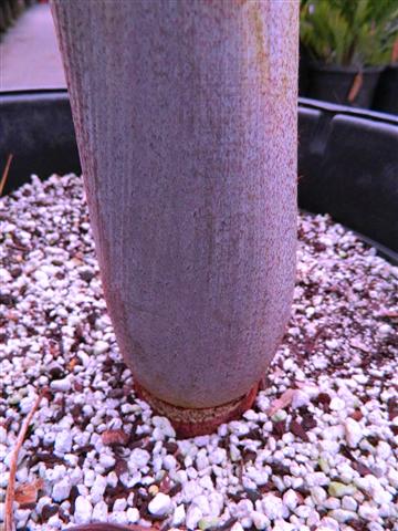  Nursery plant showing a nice purple crown shaft