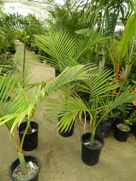  These are 5 gallon palms, the minimal size we like to plant directly into the ground.