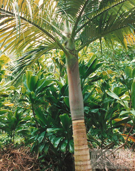  Archontophoenix purpurea forms canopy