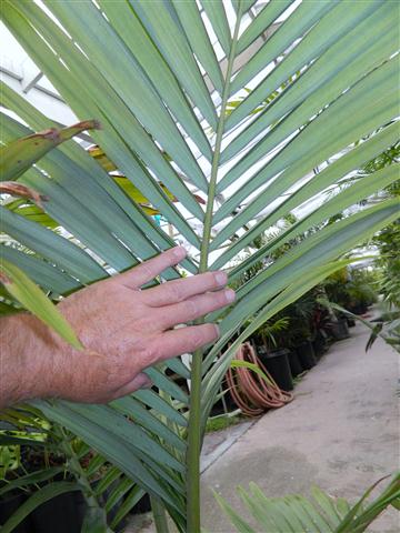  underside of leaves showing silver 