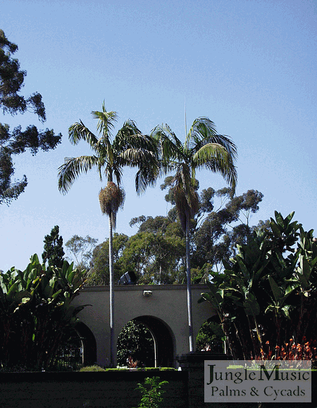  Single plants in park setting