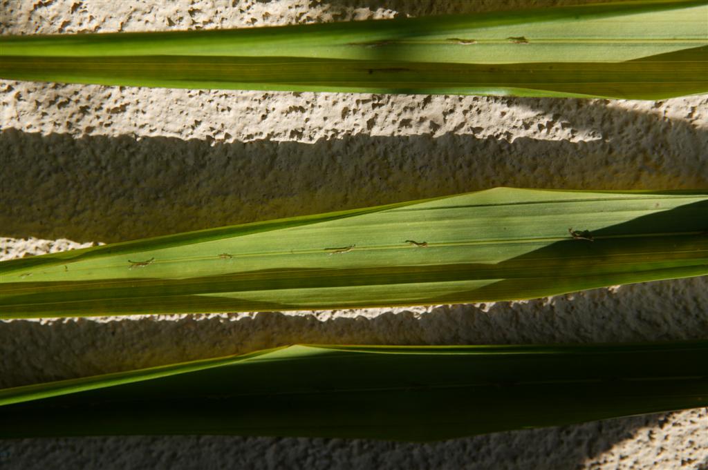  Underside of leaflet showing ramenta 