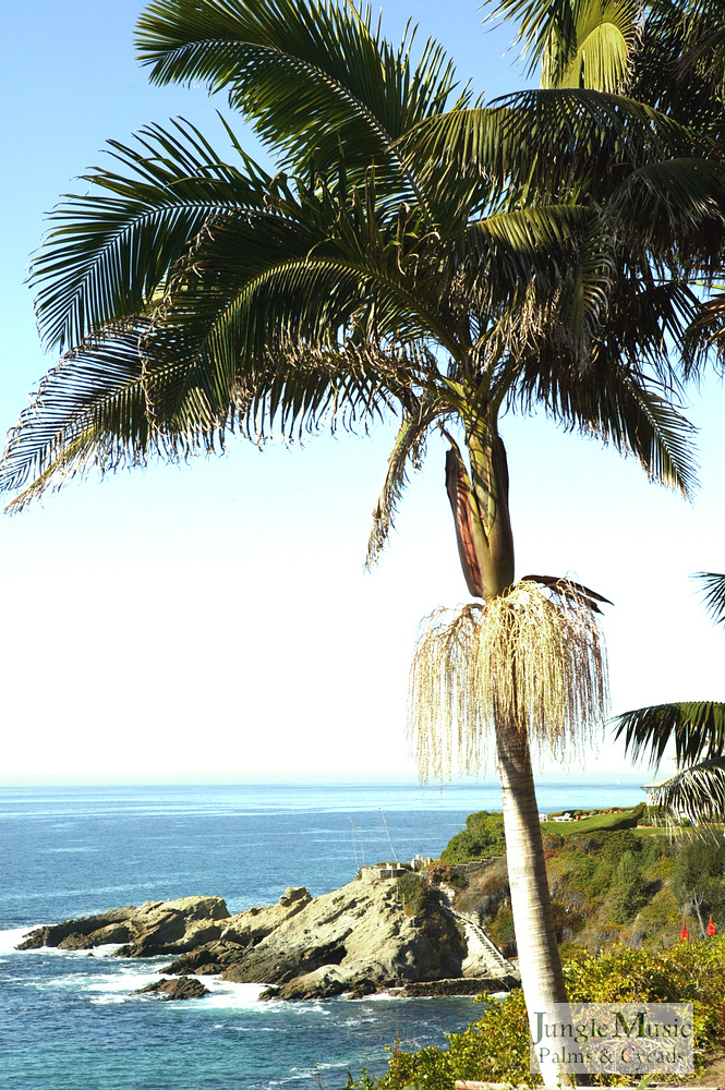  King palm flowers below the crown shaft