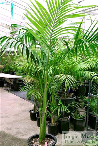  healthy seven foot nursery specimen