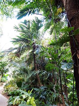  Lush tropical plantings