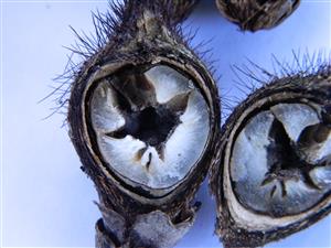 Astrocaryum mexicanum seeds with inner hollow cavity